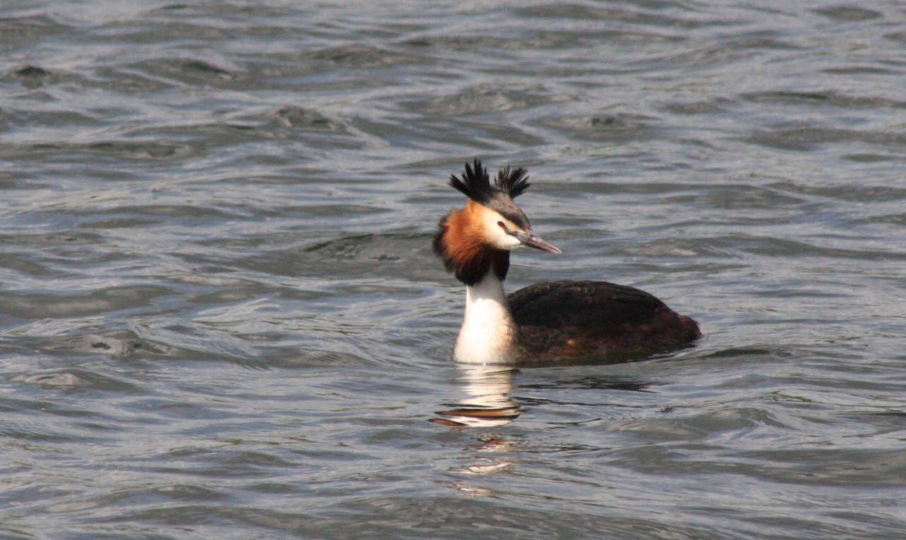 Crested Grebe  Crested Grebe