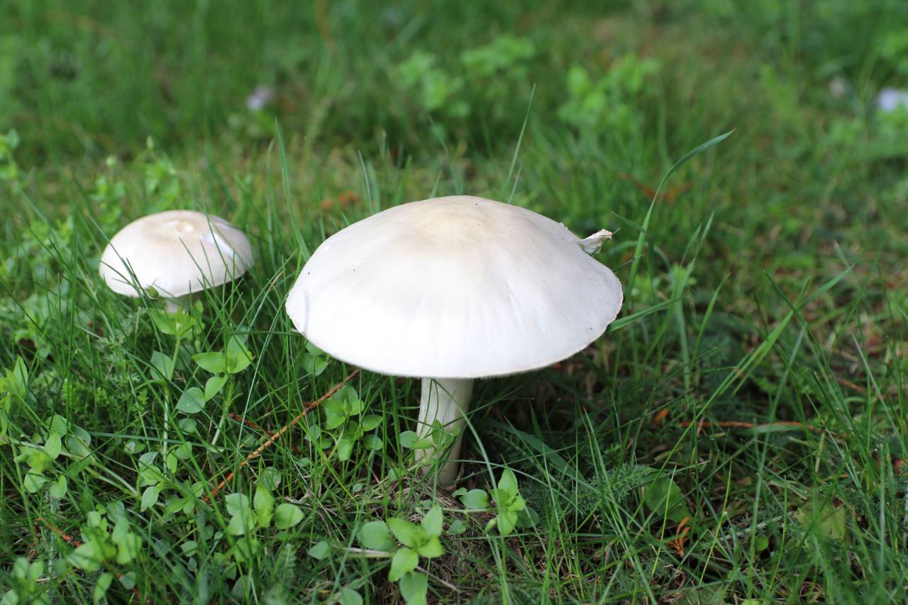 Humpback fungi  Humpback fungi