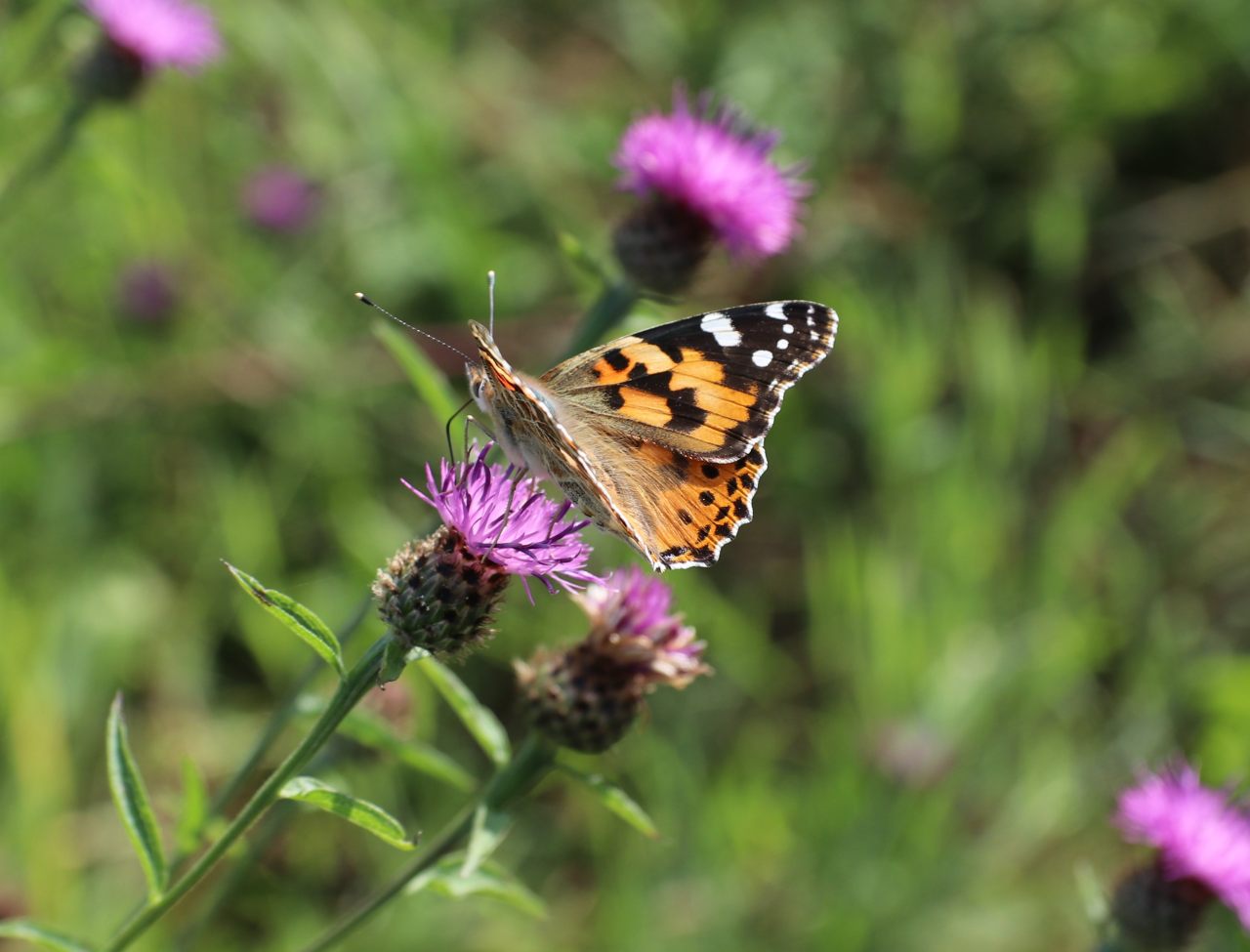 Painted Lady  Painted Lady
