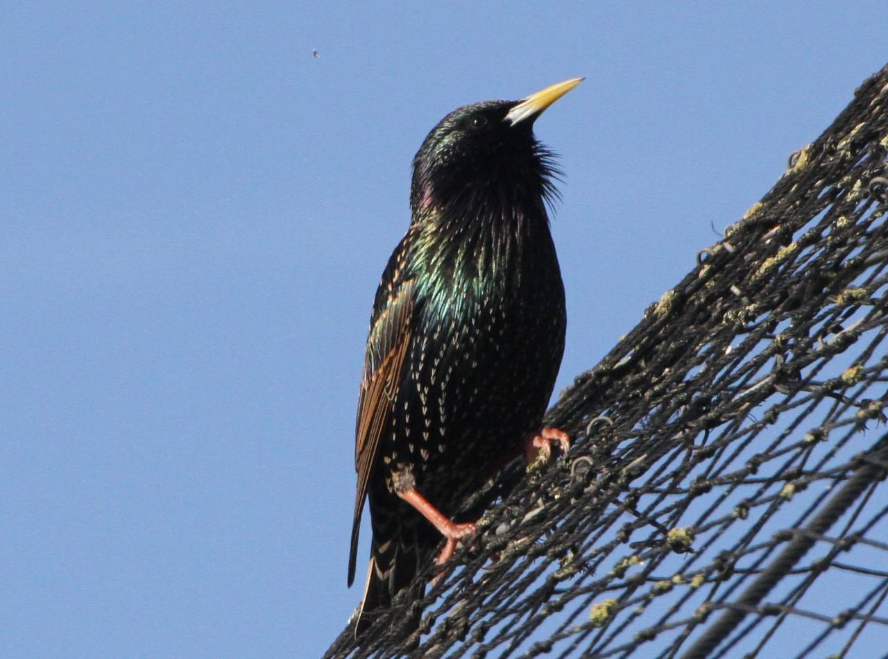 Starling