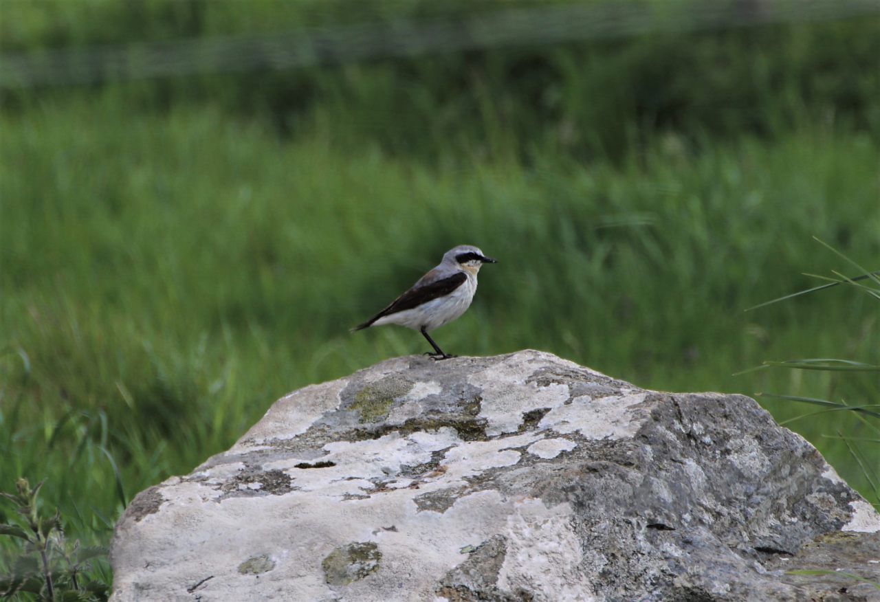 Star bird of the month - Wheatear  Star bird of the month - Wheatear