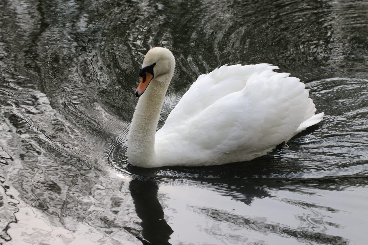 Cob at Walk Mill Pond  Cob at Walk Mill Pond