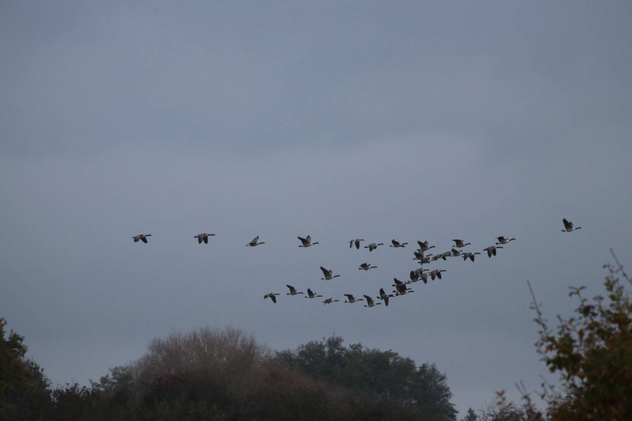 Canada Geese  Canada Geese