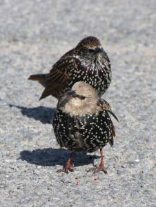 Starlings