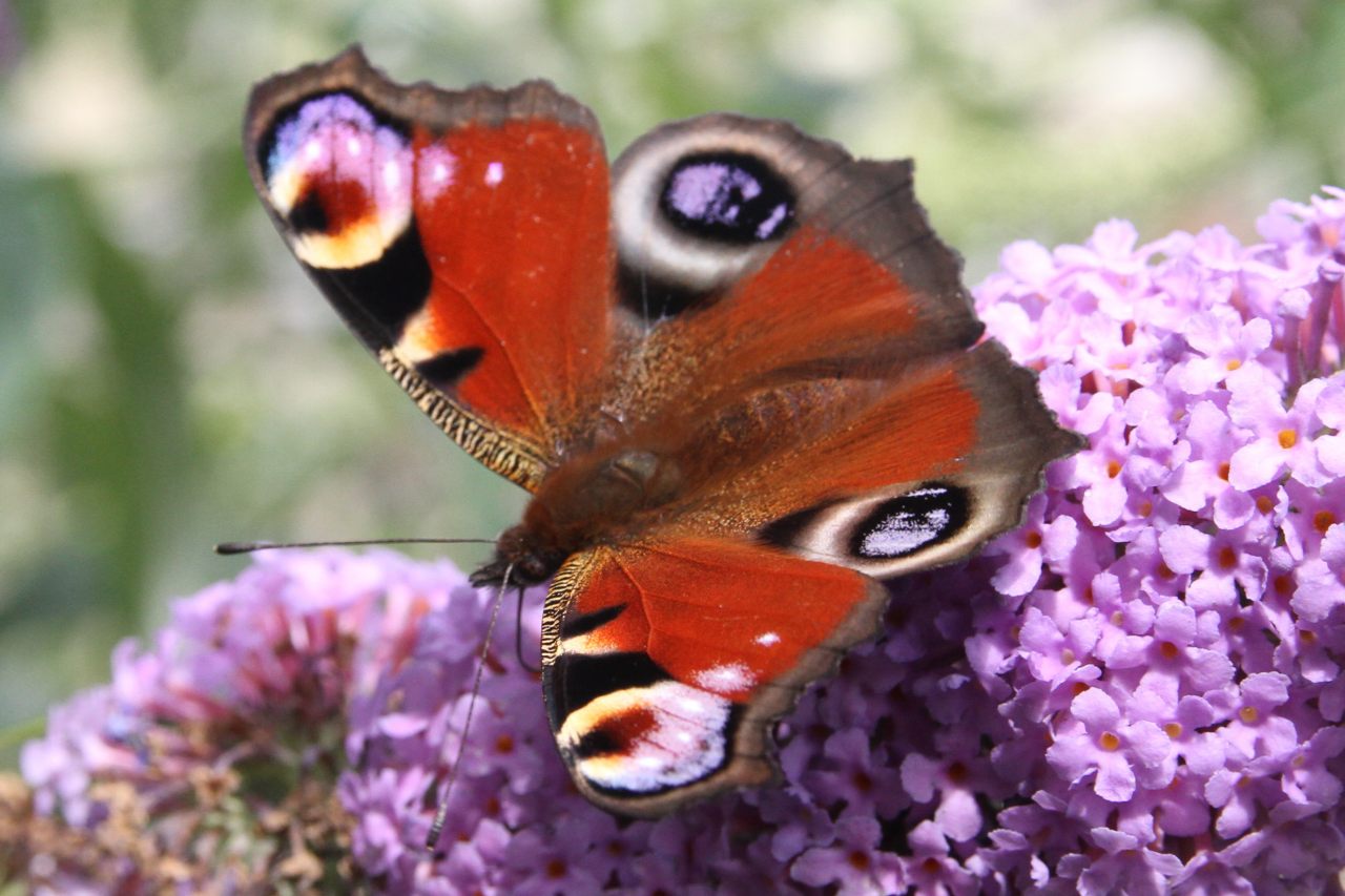 Peacock butterfly  Peacock butterfly