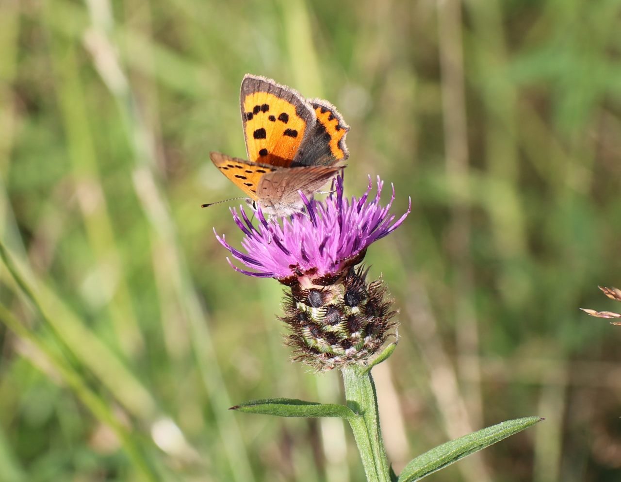Small Copper  Small Copper