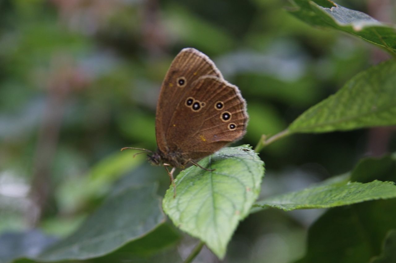 Ringlet  Ringlet