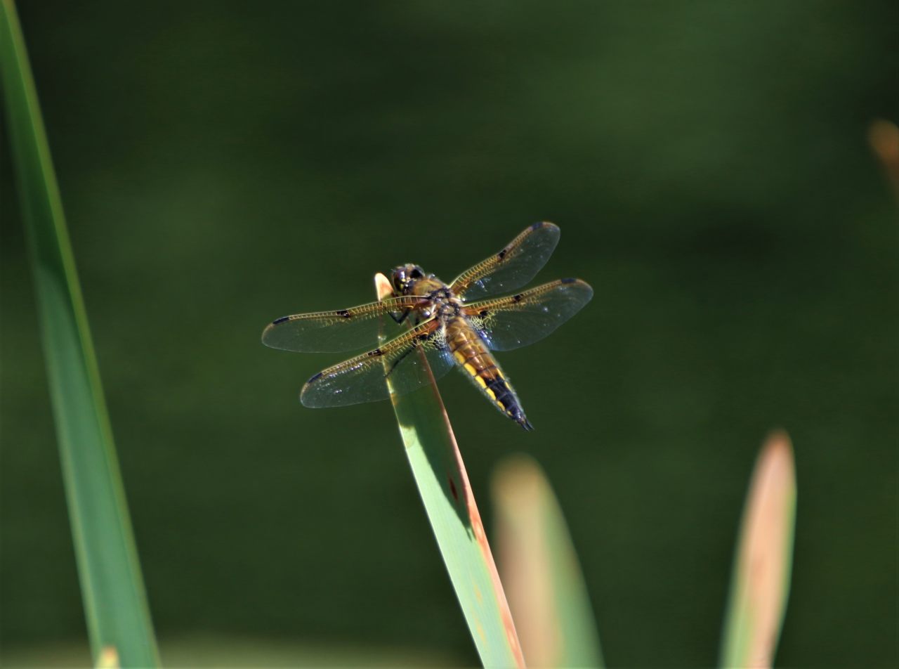 Four-spotted Chaser at Walk Mill  Four-spotted Chaser at Walk Mill