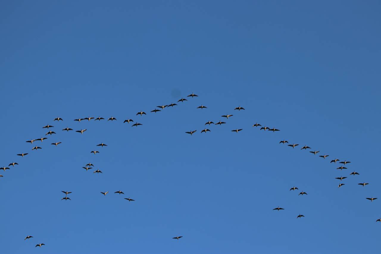 Pink Footed Geese in Flight  Pink Footed Geese in Flight