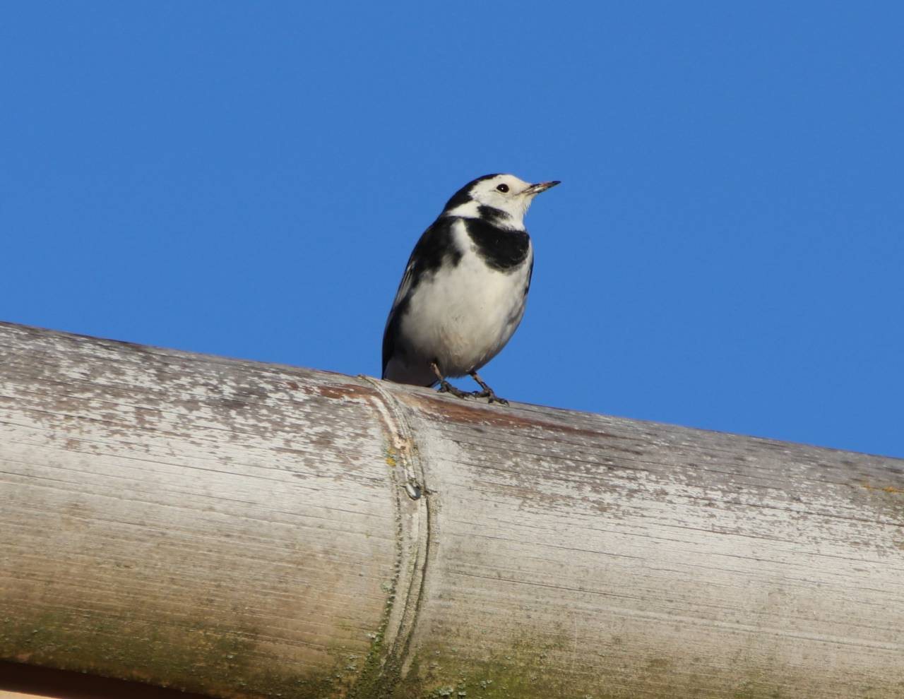 Pied Wagtail