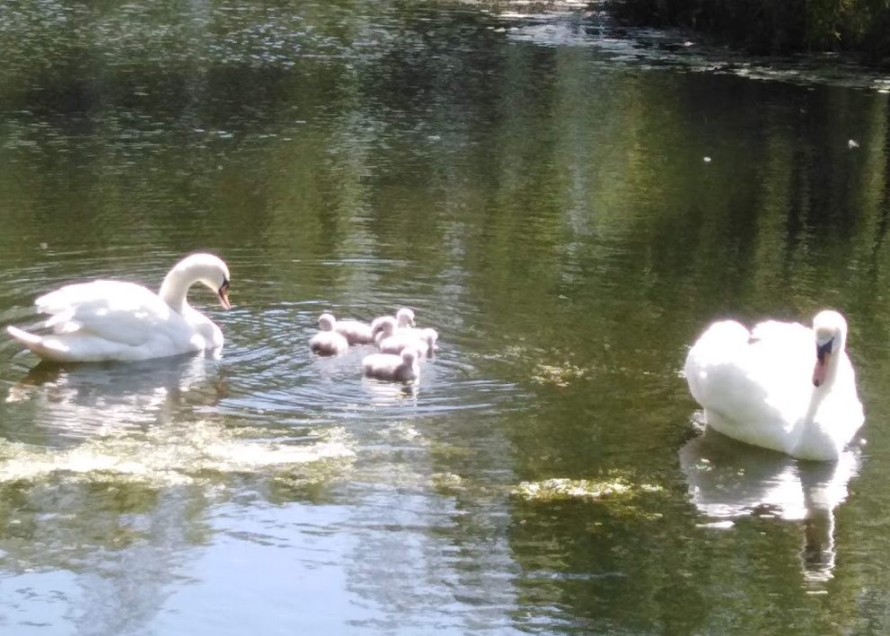 Walk Mill Cygnets  Walk Mill Cygnets