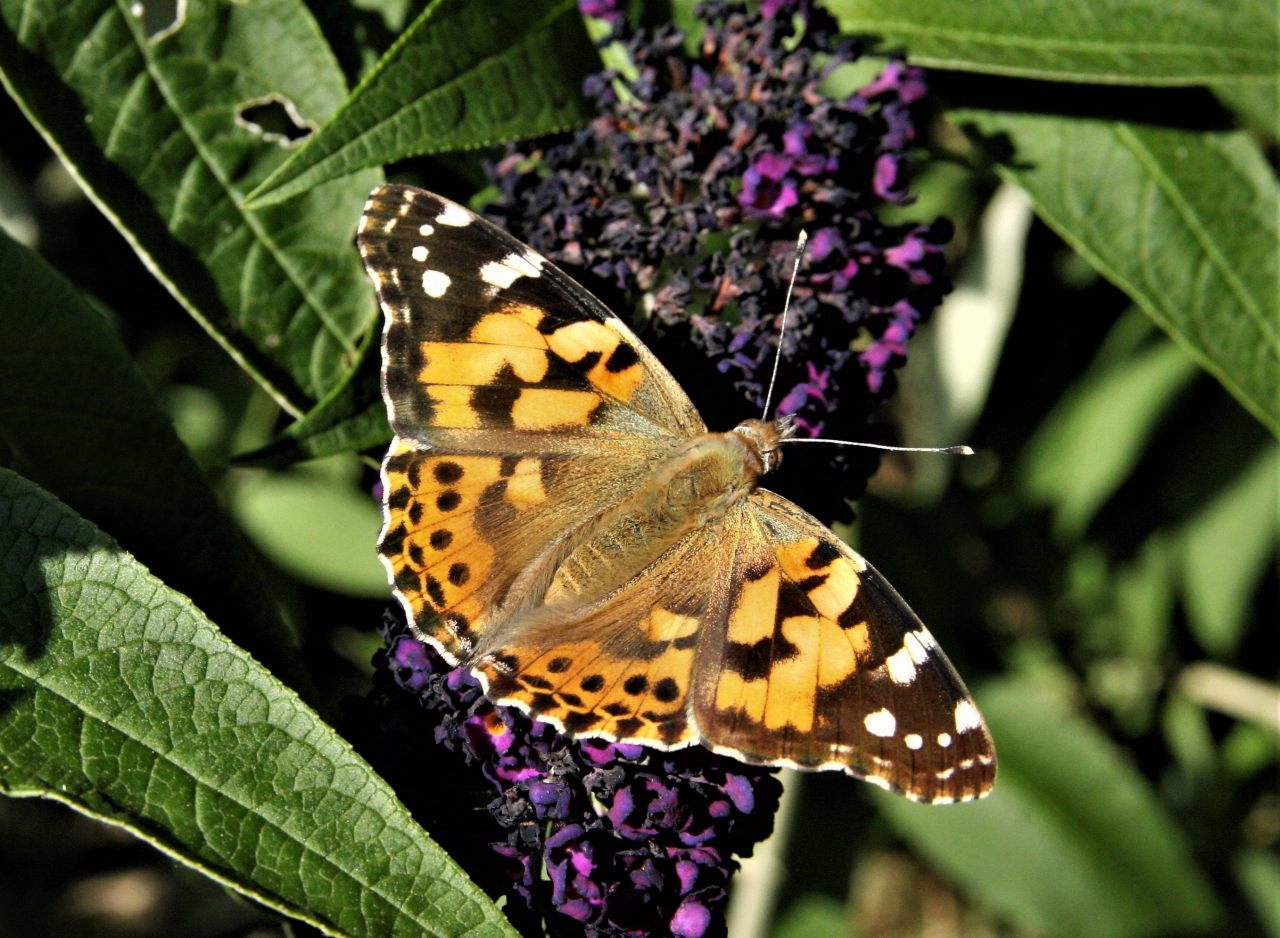 Painted Lady  Painted Lady