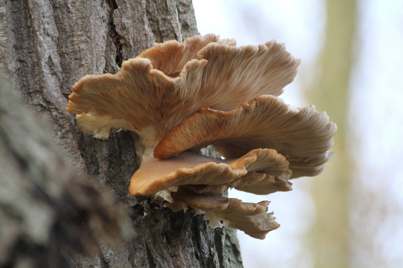 Bracket fungi  Bracket fungi