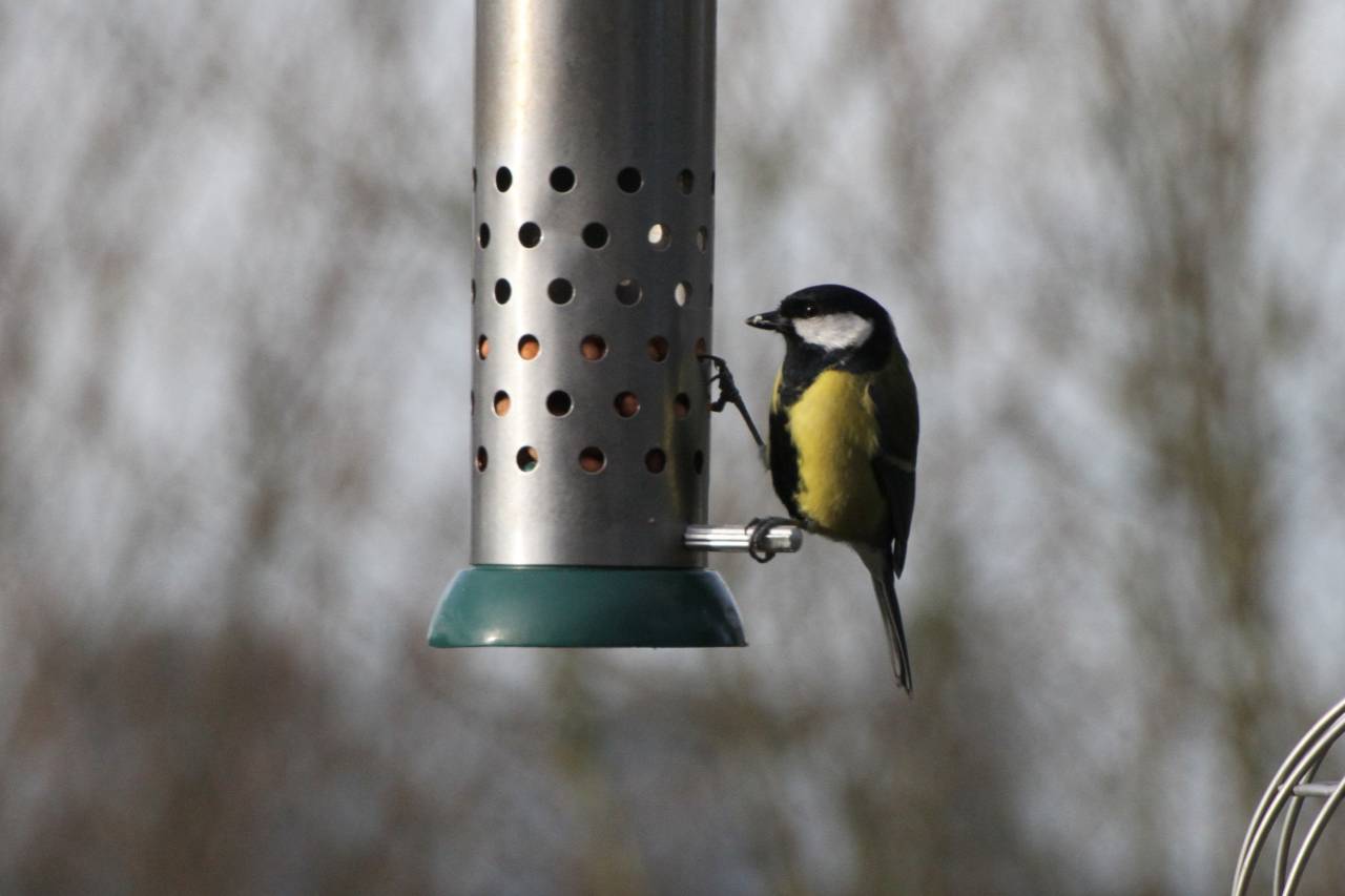 Great Tit