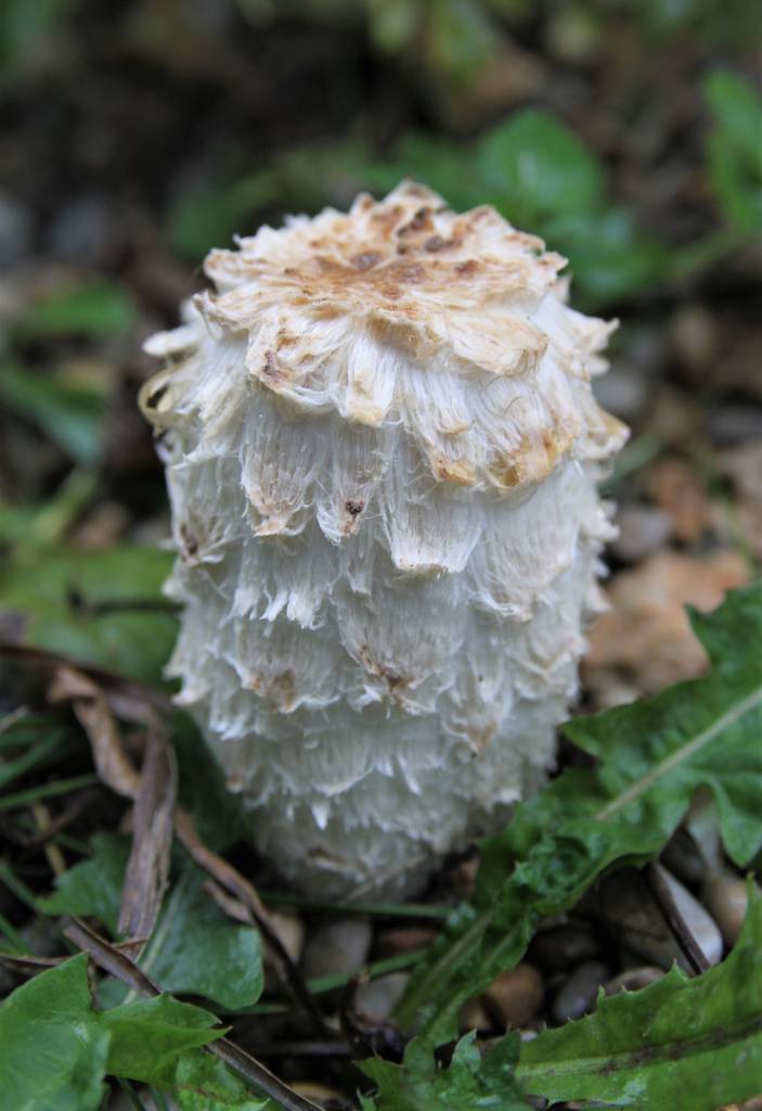 Sooty Inkcap  Sooty Inkcap