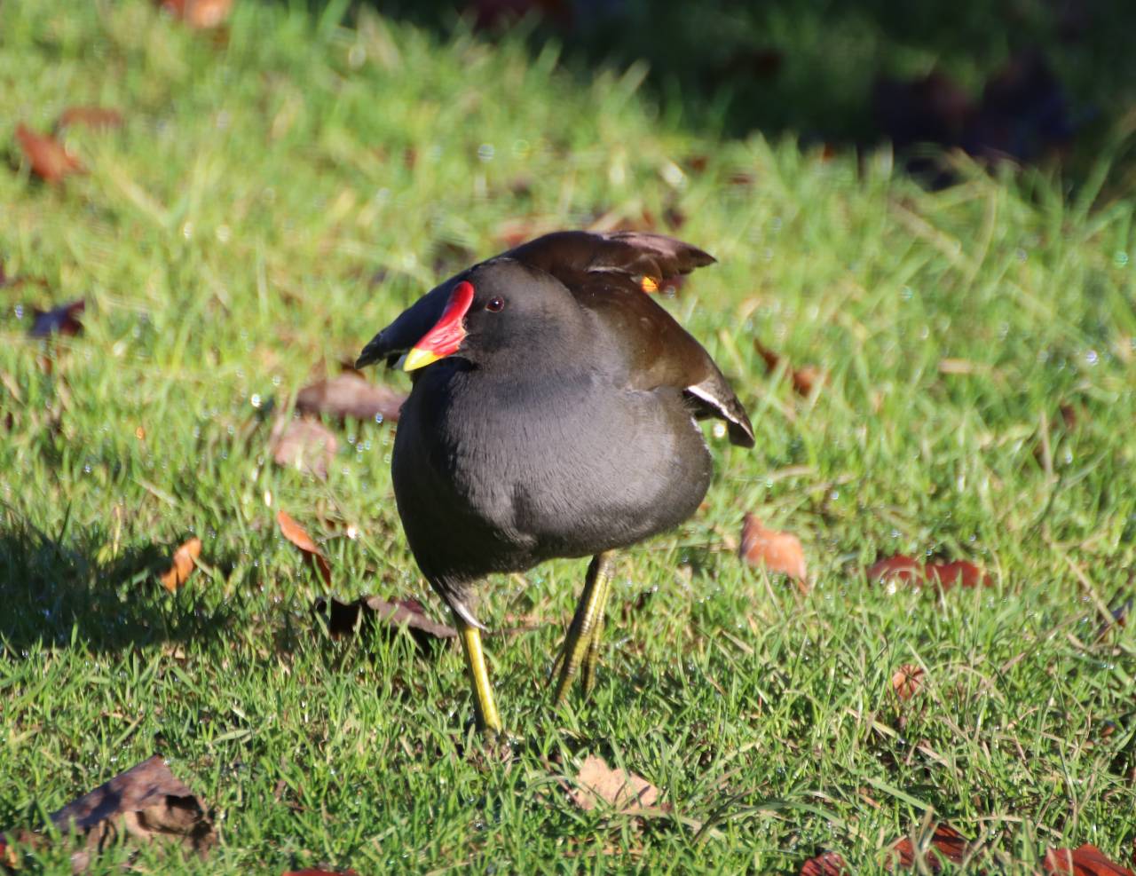 Moorhen
