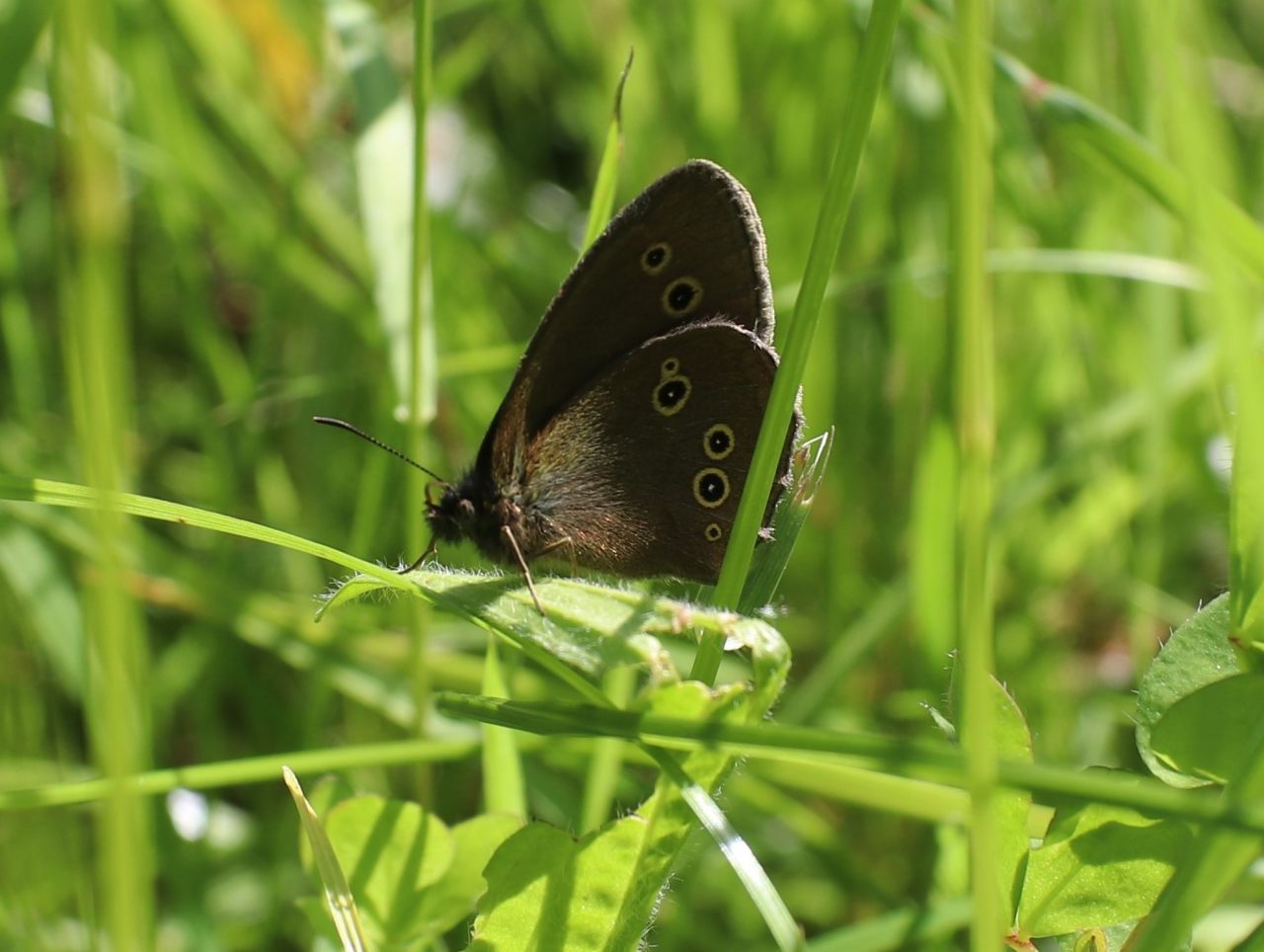 Ringlet  Ringlet