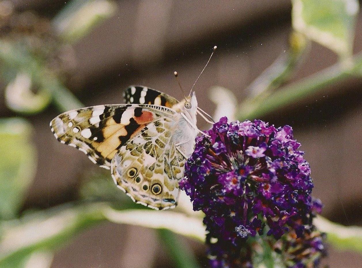 Painted Lady  Painted Lady