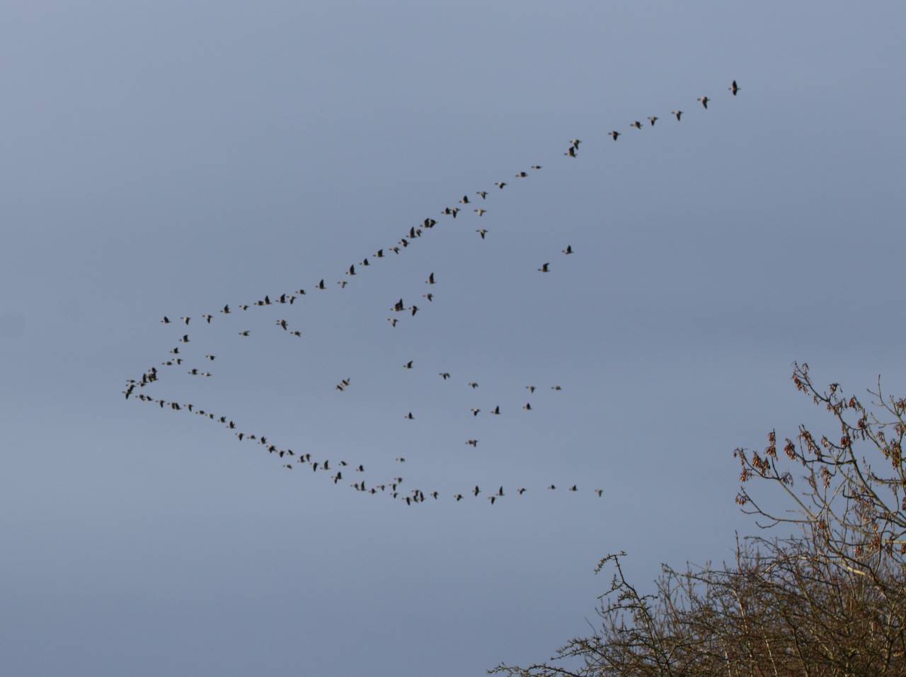 Pink Footed Geese