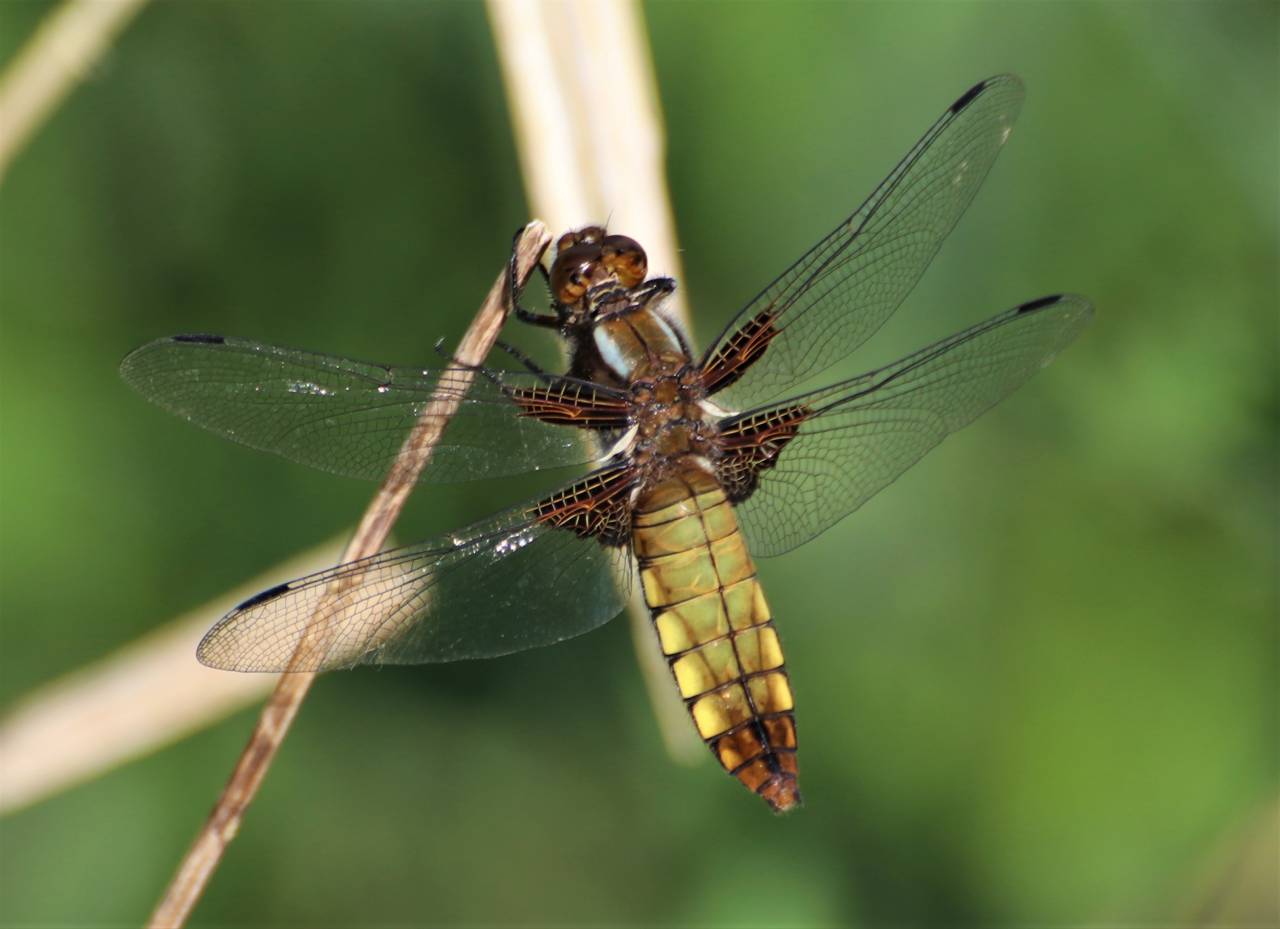 Broad Bodied Chaser