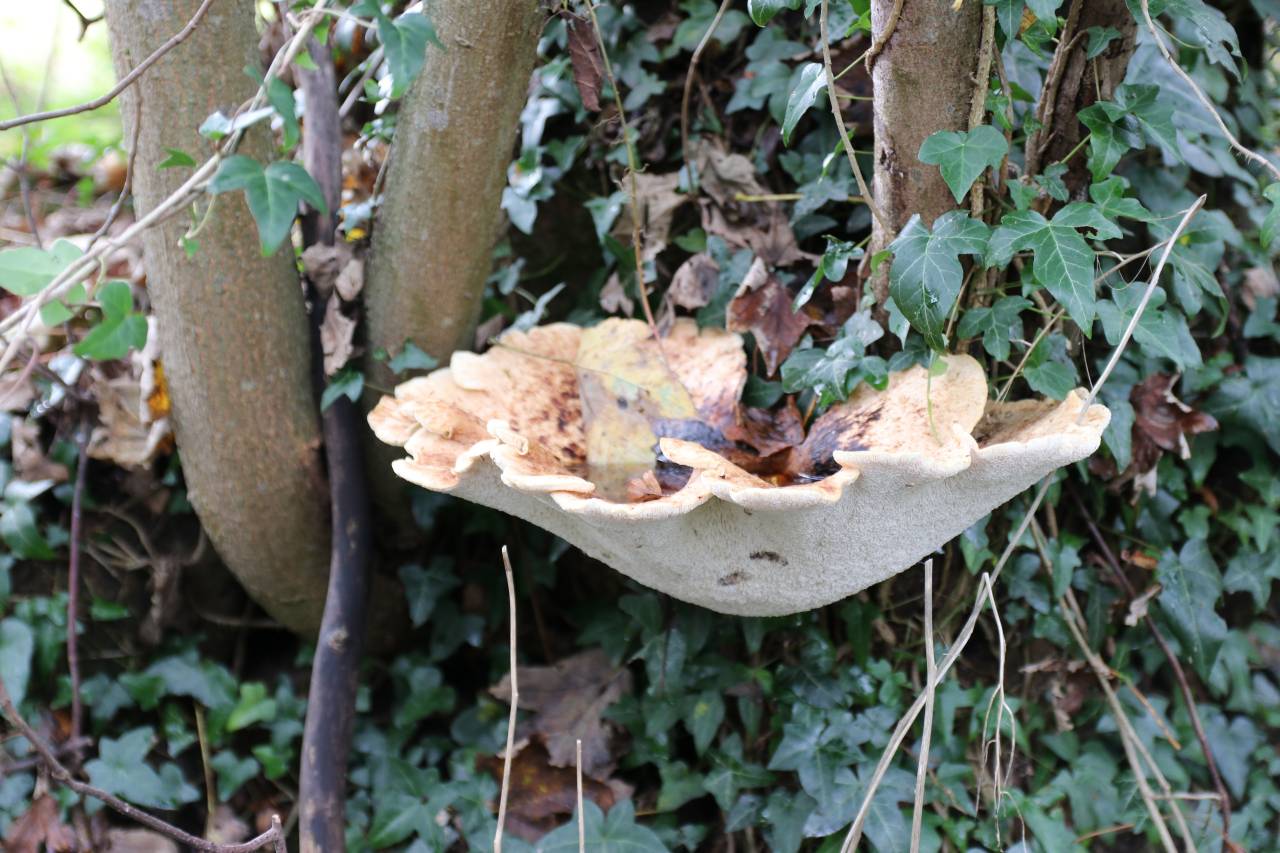 Bracket fungi on Birch Heath
