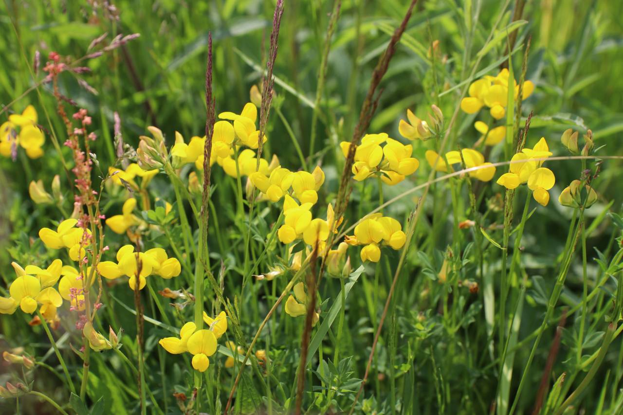 Birds Foot Trefoil