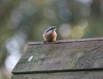  Nuthatch 