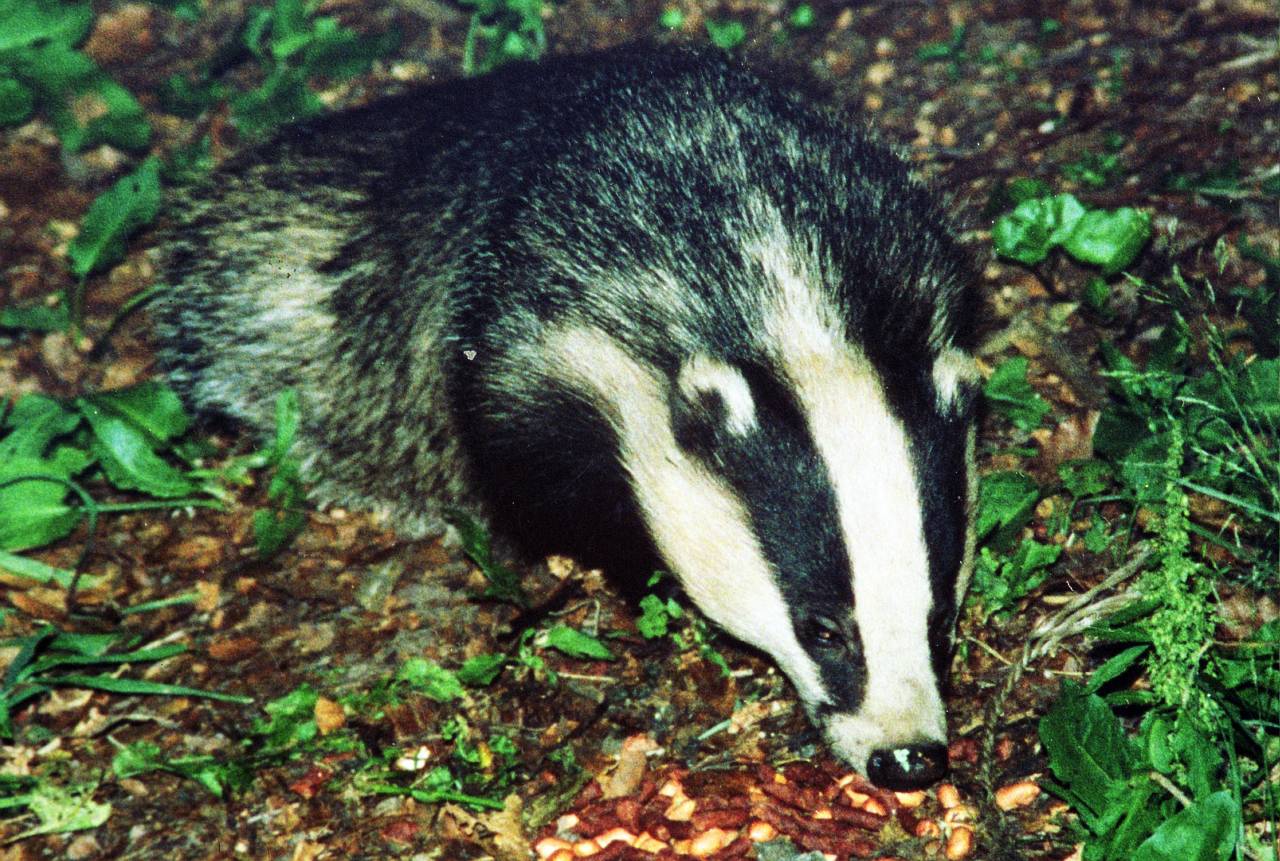  Badger 