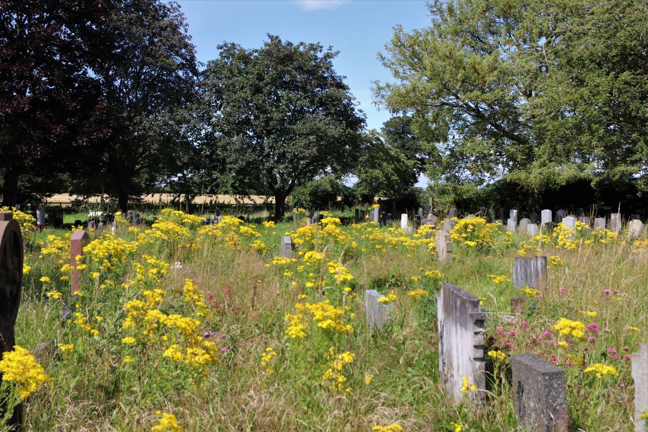 Christleton Churyard - Ragwort