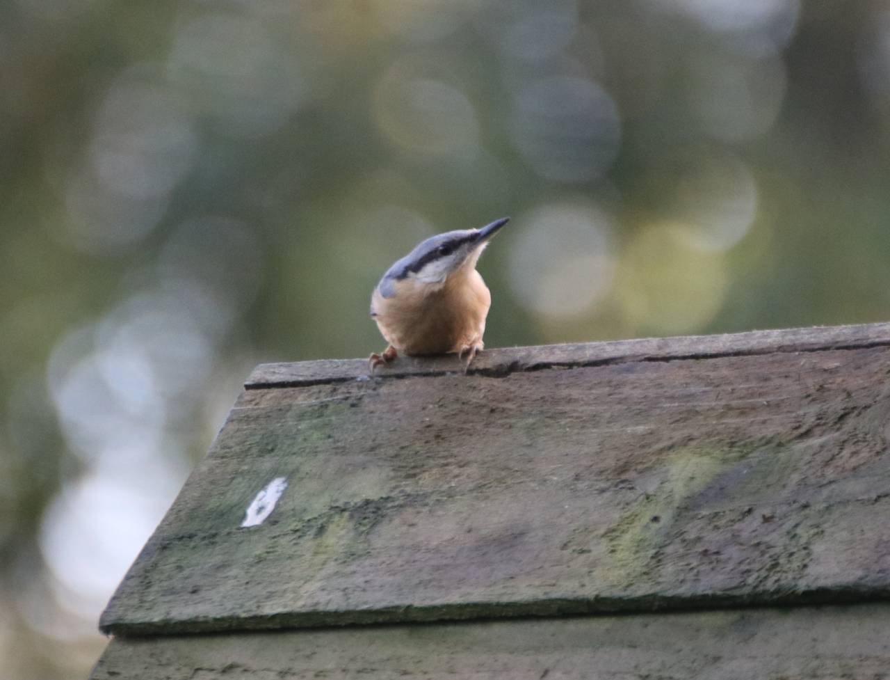 Nuthatch
