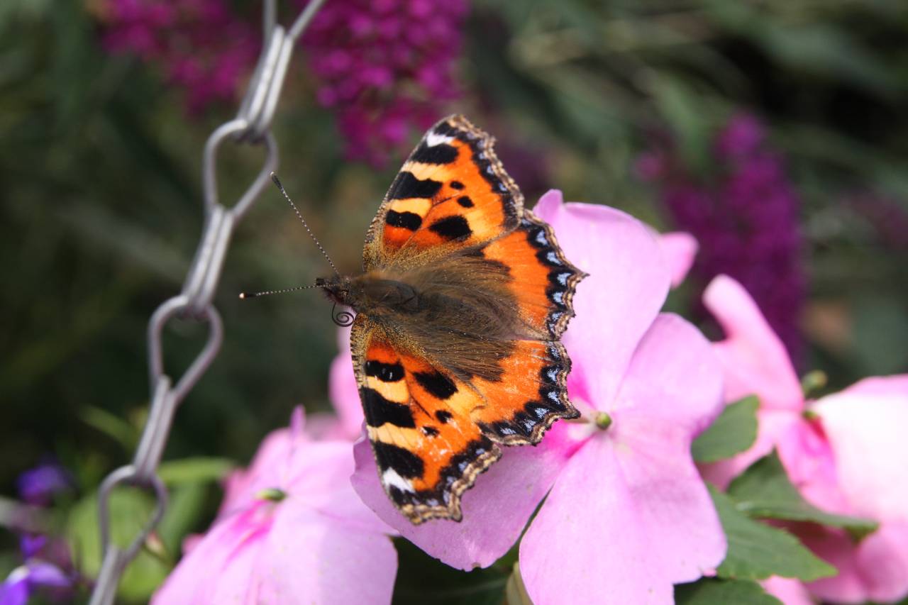 Small Tortoishell