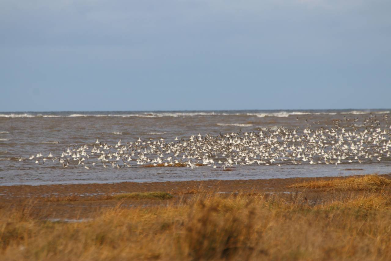 Wirral Shore
