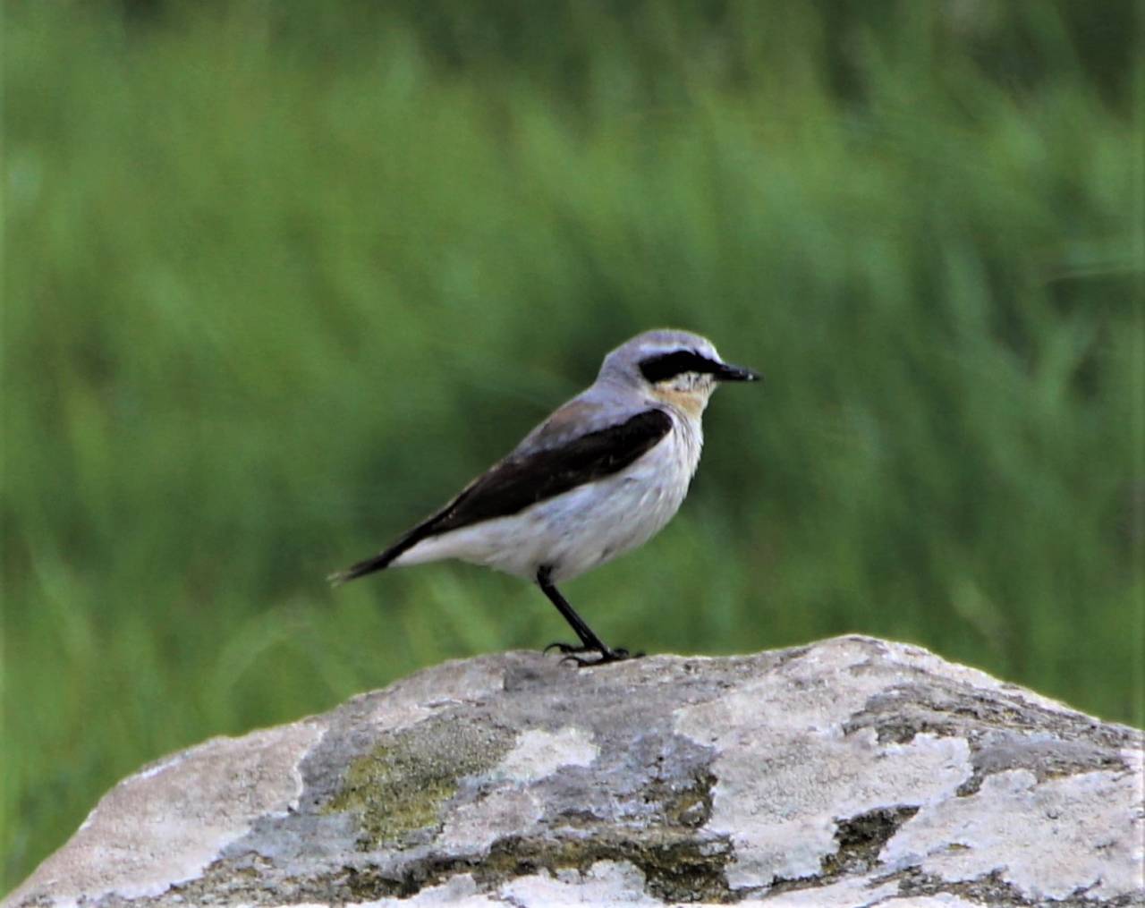 Wheatear