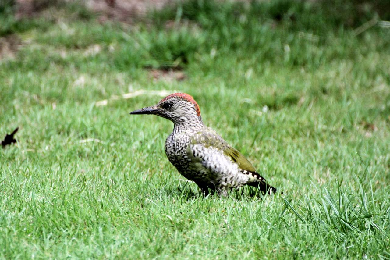  Green Woodpecker 