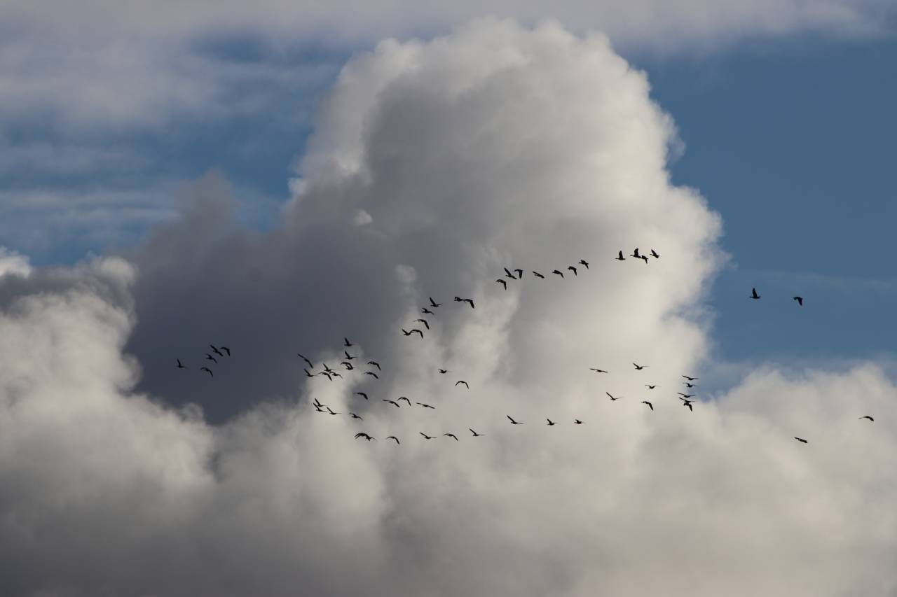 Pink Feet above Christleton