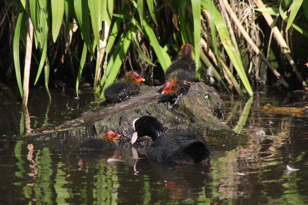 Coot Family