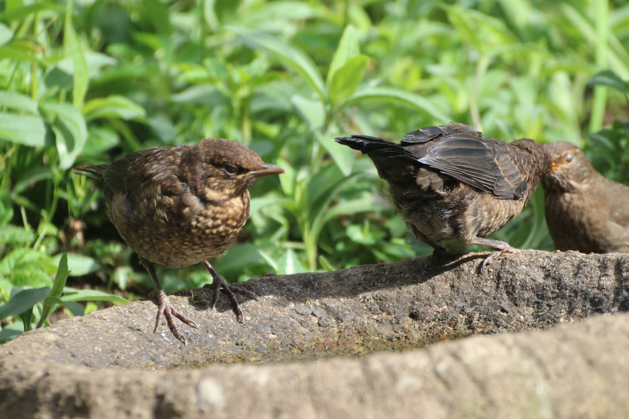 Baby Blackbirds
