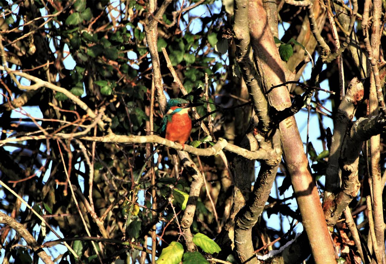 Kingfisher on the Canal