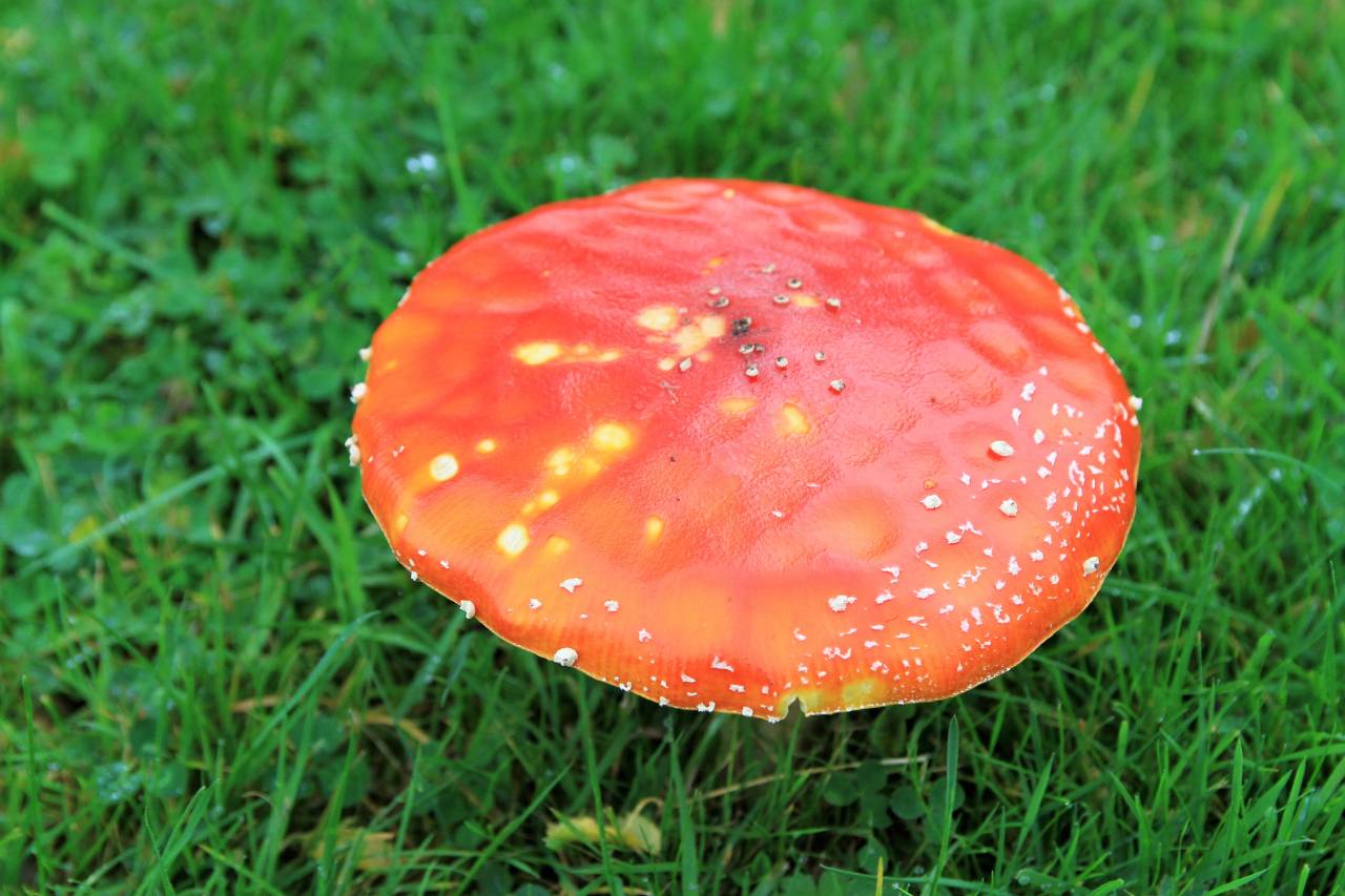 Fly argaric seen in Quarry Lane, Christleton