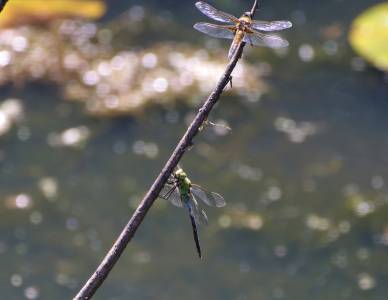  Emperor resting 
