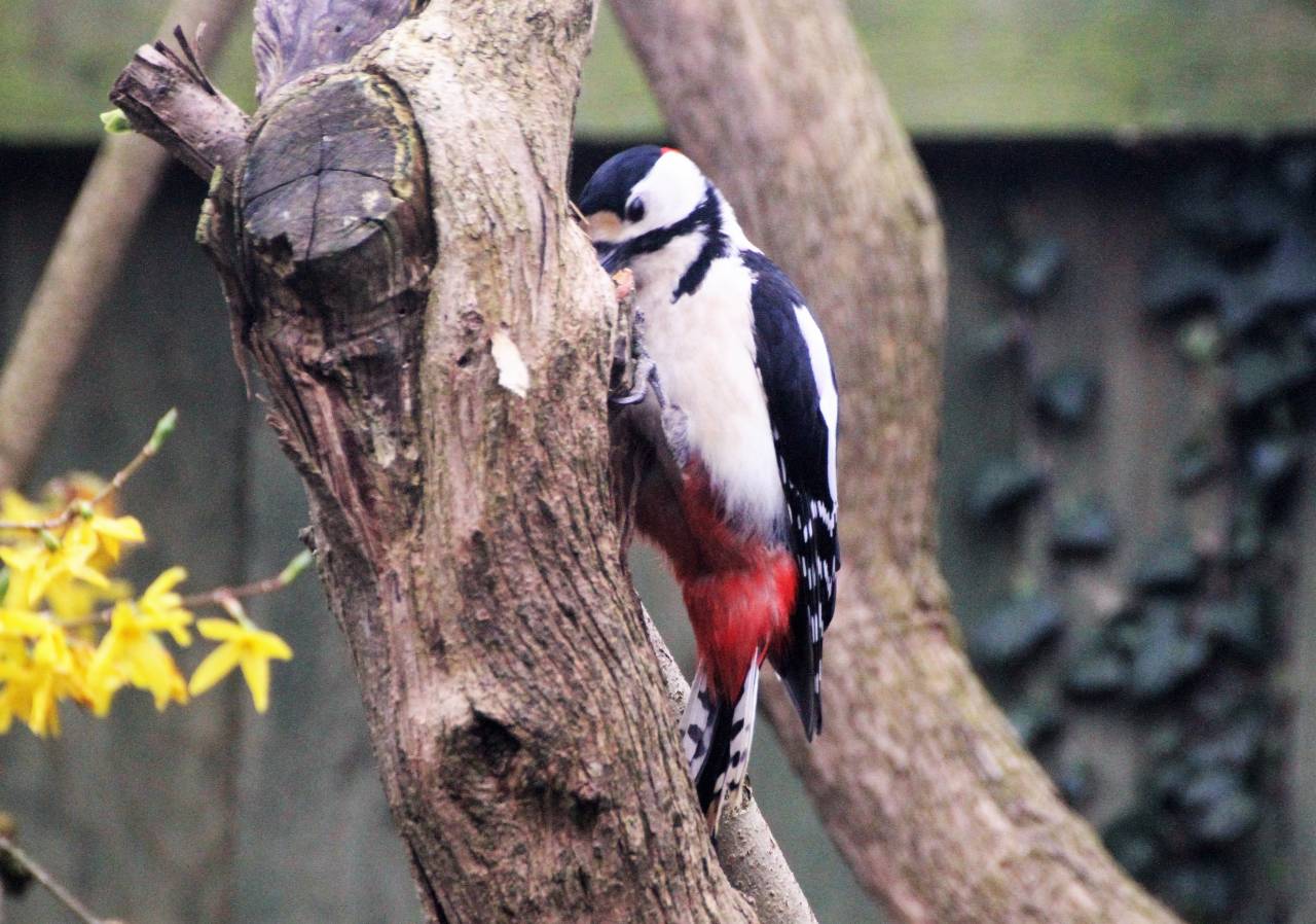  Great Spotted Woodpecker 