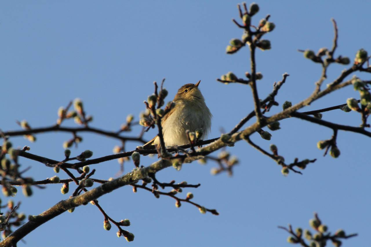 Chiff Chaff