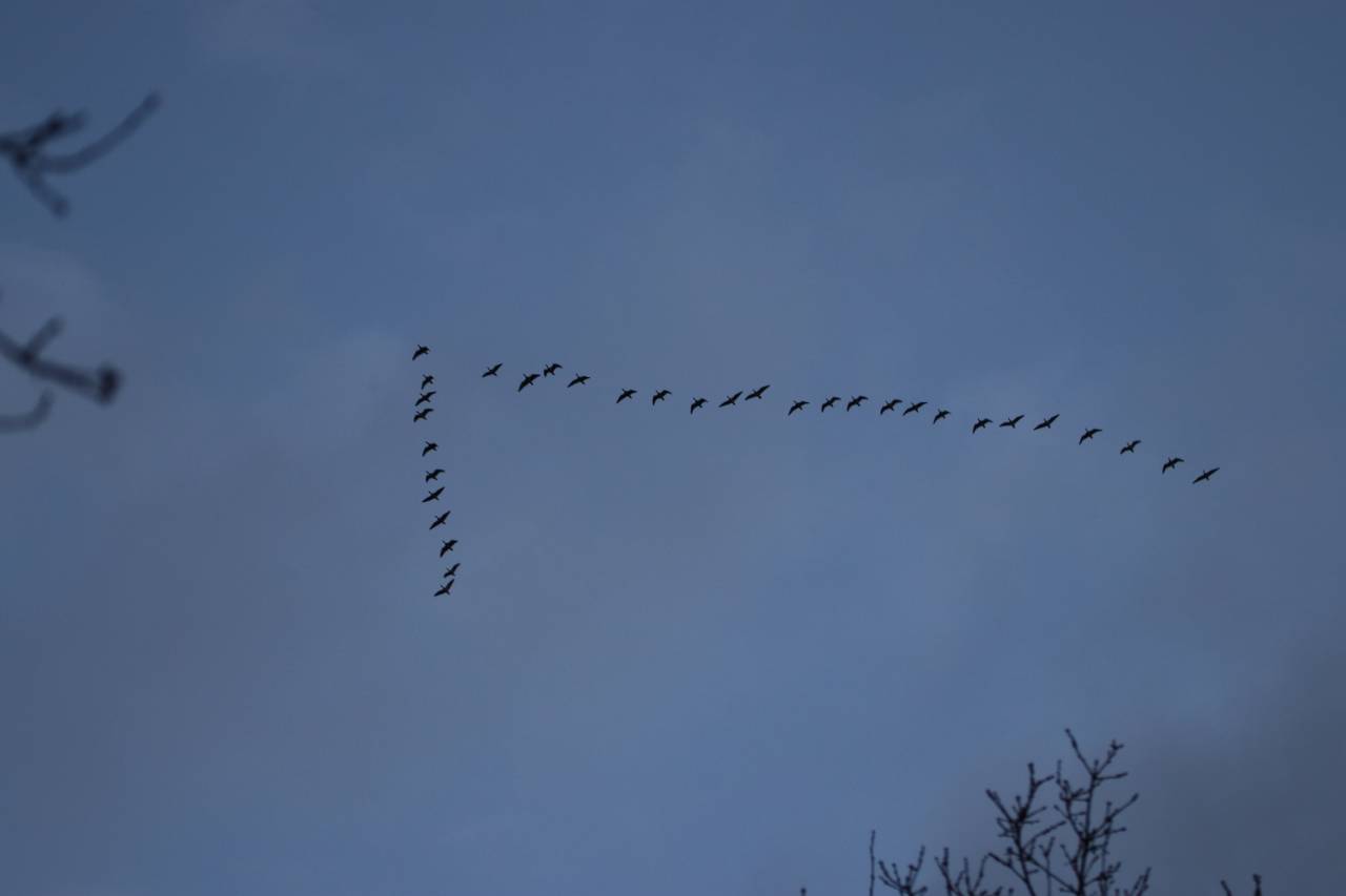 Pink Footed Geese