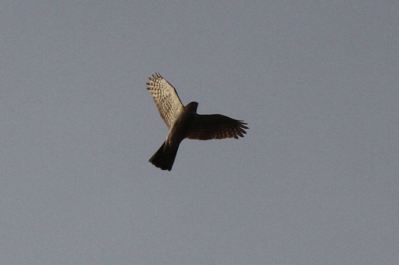 rSowhawk in Flight