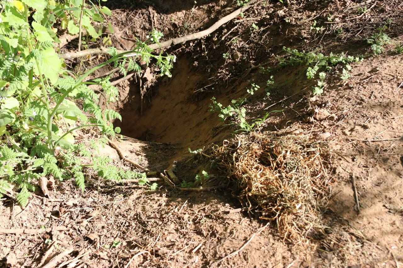 Badger Set being Spring Cleaned