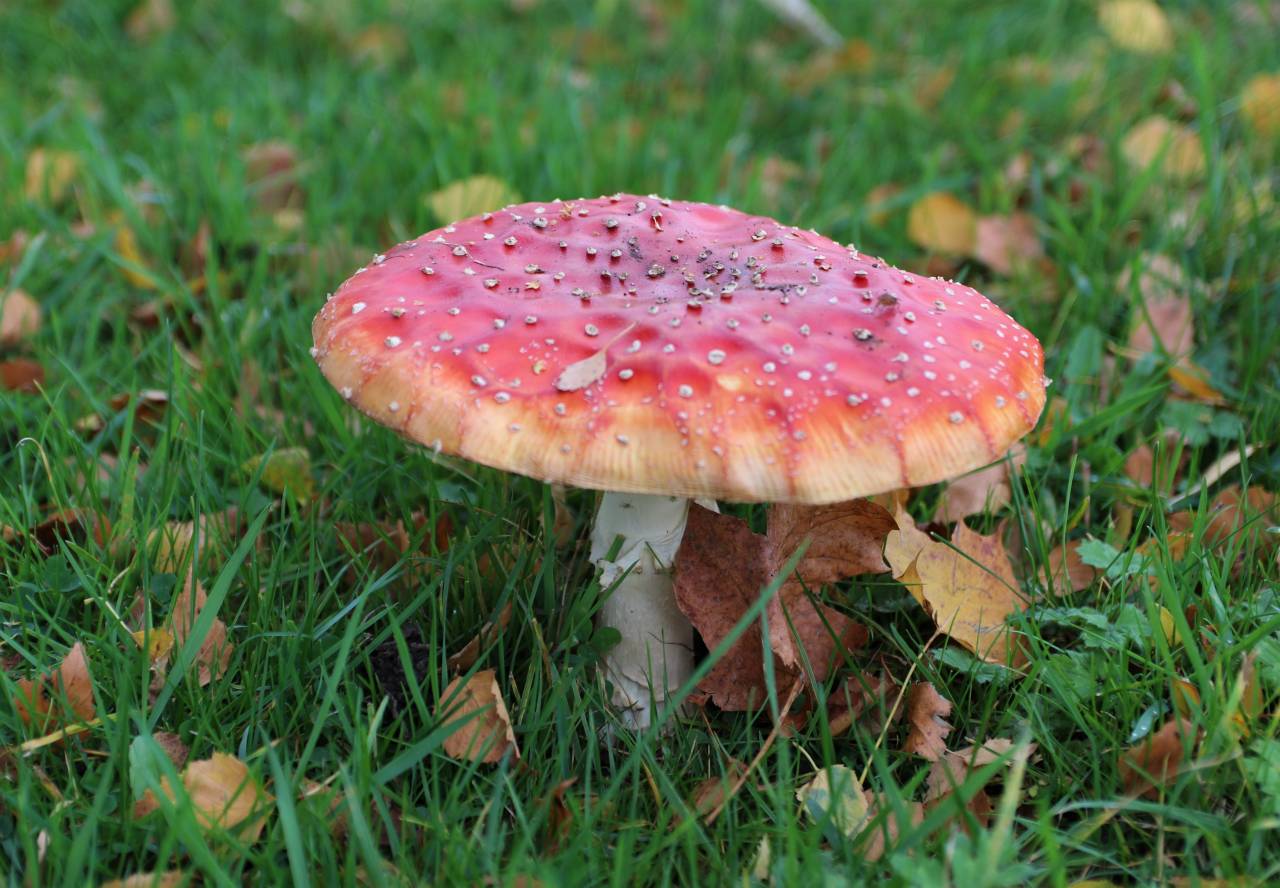 Fungi in Quarry Lane