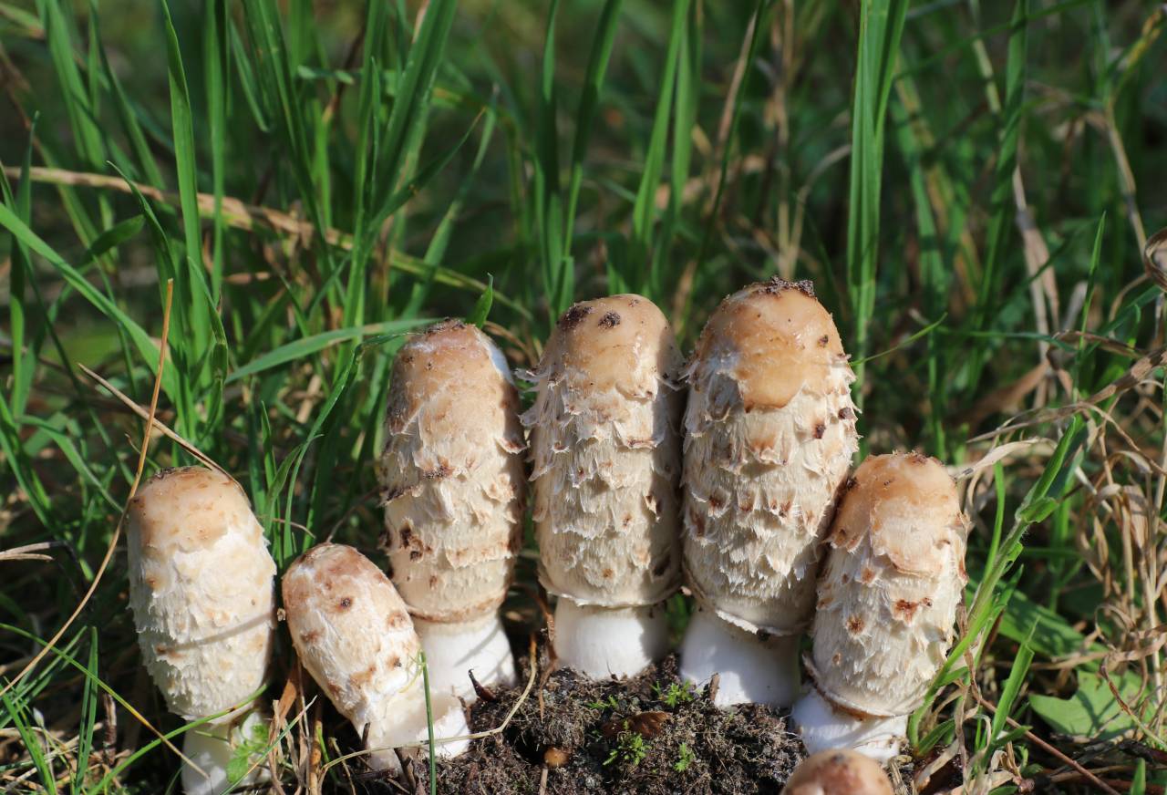 Group of Sooty Inkcap