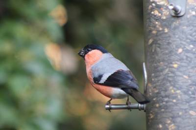  Bullfinch 