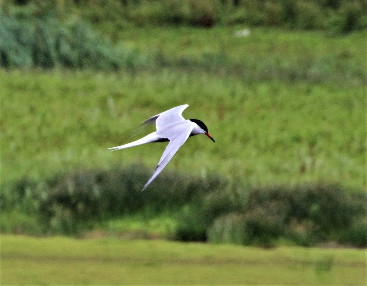  Common Tern 