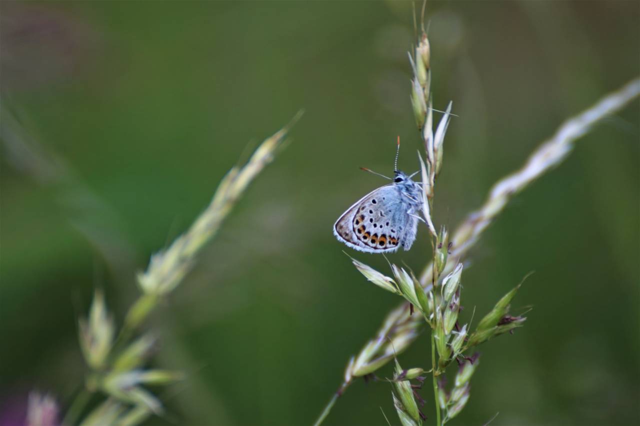 Silver Studded Blue